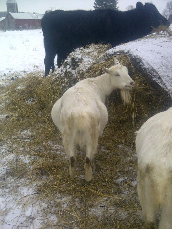 i thought the camera added 10 lbs! - Goats