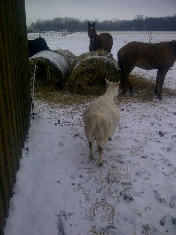 i thought the camera added 10 lbs! - Goats