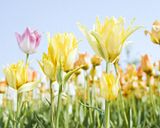 th_flower-tulip-feild_zps0e52e9b0.jpeg