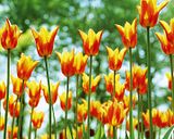 th_flower_tulip_zps7e9bca3a.jpeg