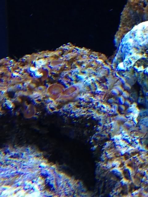 coraloralgae.jpg
