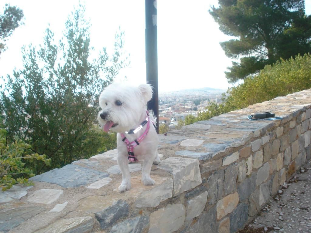 10273113_10152074521744109_6731113252739