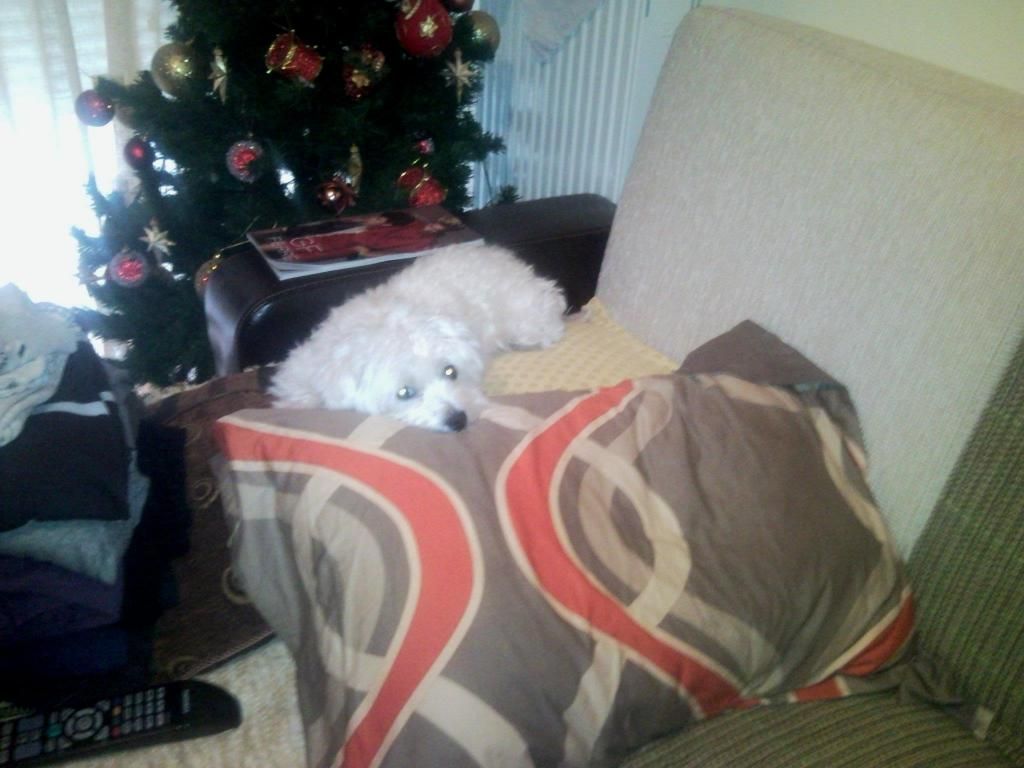 459207_10150638157234109_1052599128_o_zp