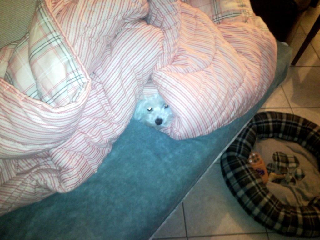 466255_10150638158584109_988993527_o_zps