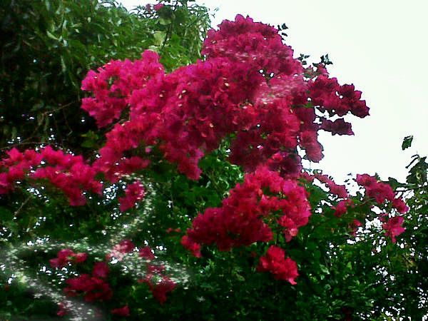flores_zps57096c8d