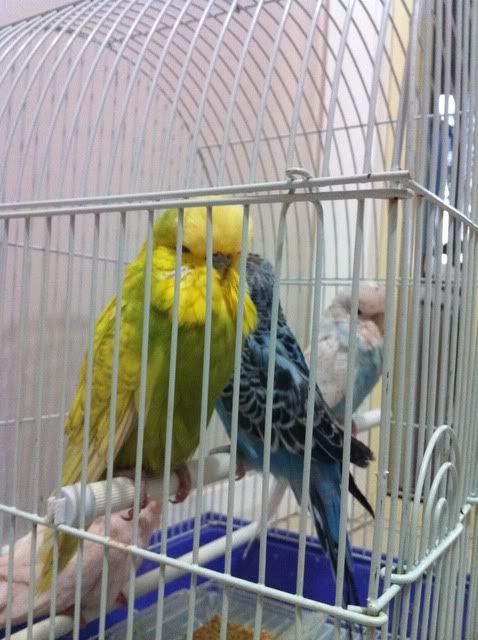 IMG_0910.jpg?t=1335601596