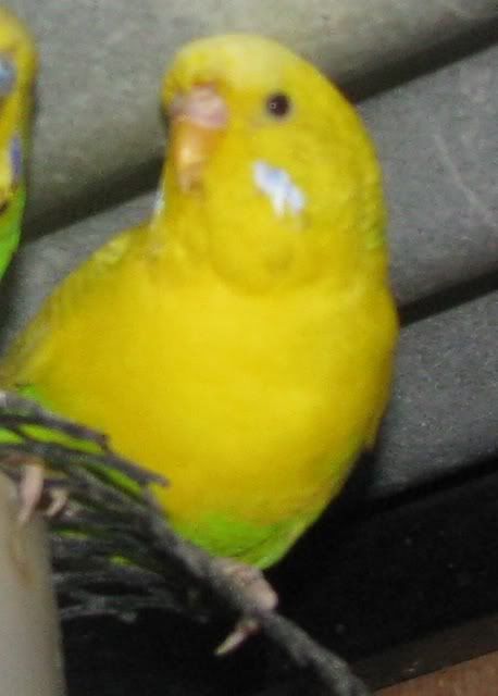 IMG_2516.jpg?t=1333960604