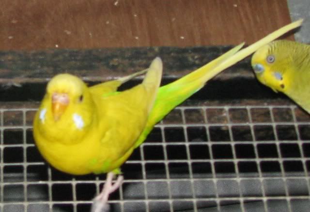 IMG_2524.jpg?t=1333960544