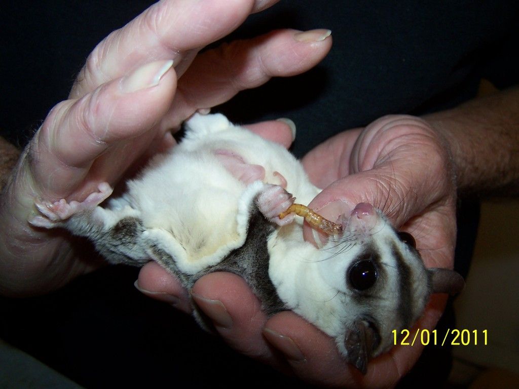 Different Sugar Glider Breeds Different Sugar Glider Breeds
