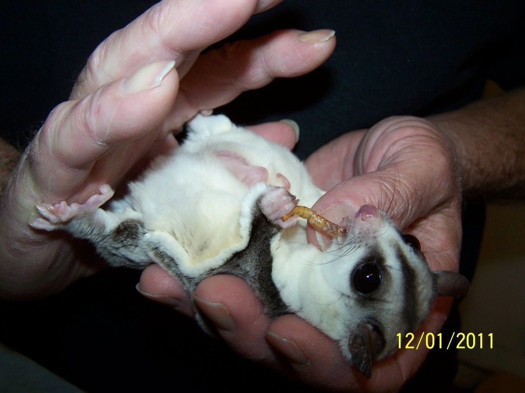 Different Sugar Glider Breeds