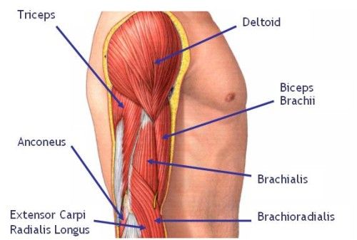  photo Arm-Muscle-Diagram-500x337_zps40a304ab.jpg