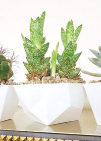DIY Succulent Planters