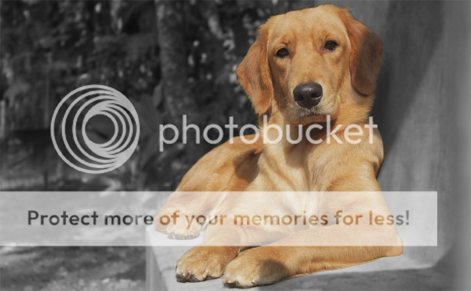 Photobucket - Video and Image Hosting